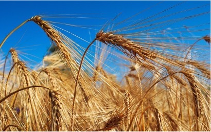 grain grain