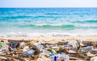 Mikroplastik im Alltag: Unsichtbare Blockaden für Stoffwechsel und Gewichtsreduktion bei Frauen